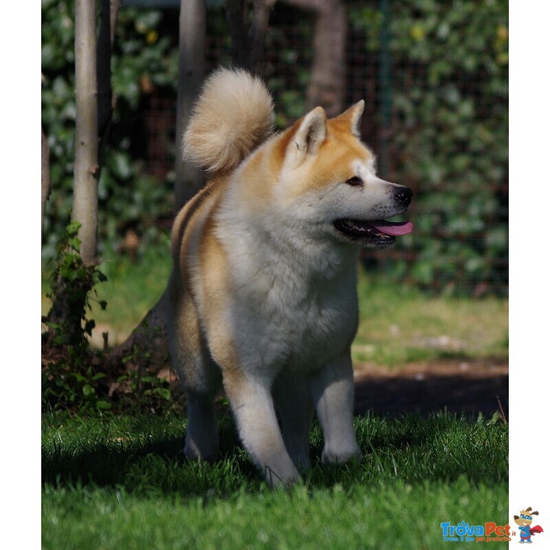 Akita inu Bellissima Cucciolata - Foto n. 2