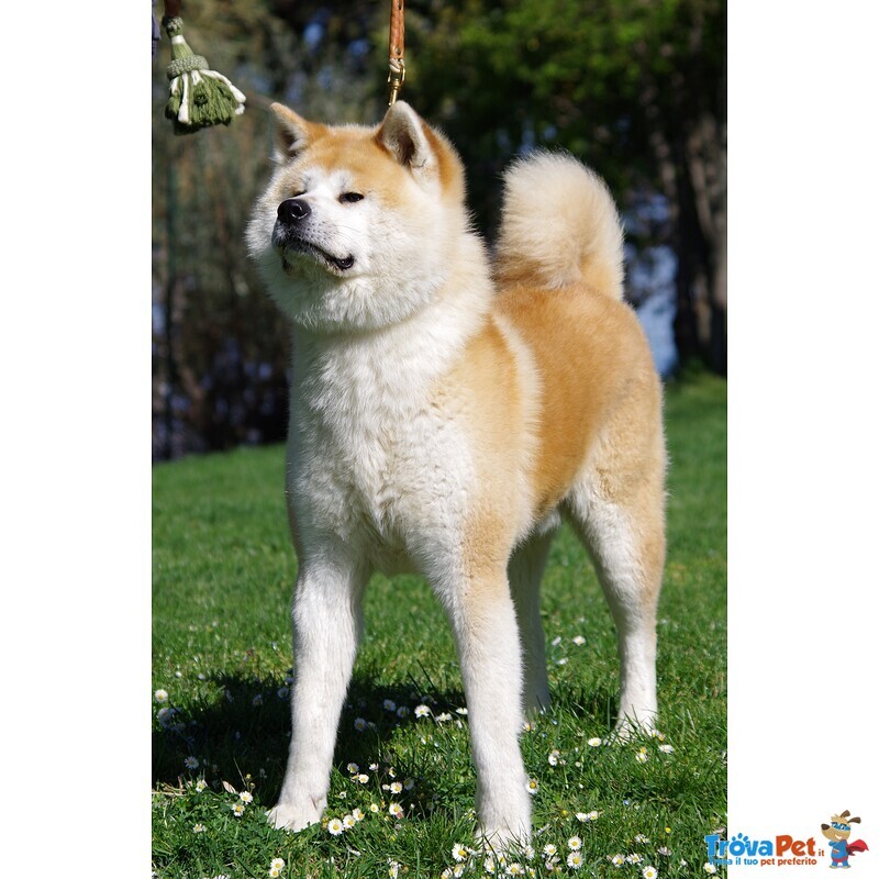 Akita inu Bellissima Cucciolata - Foto n. 1