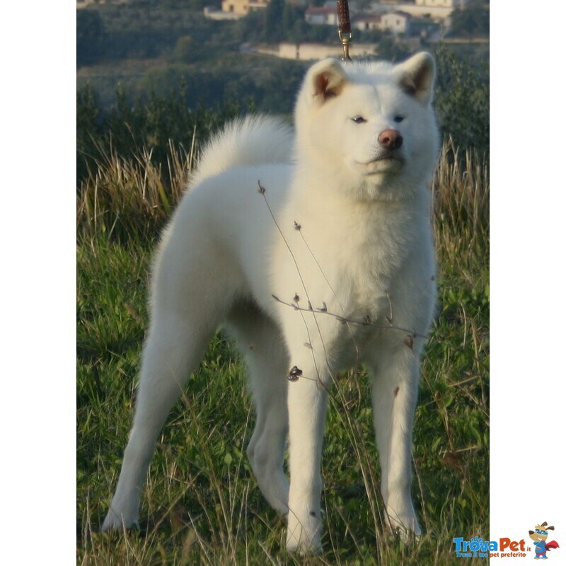 Akita inu Bellissima Cucciolata - Foto n. 3