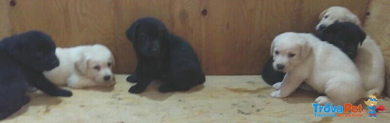 Cuccioli Labrador - Foto n. 1