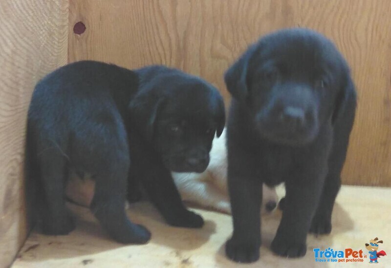 Cuccioli Labrador - Foto n. 2