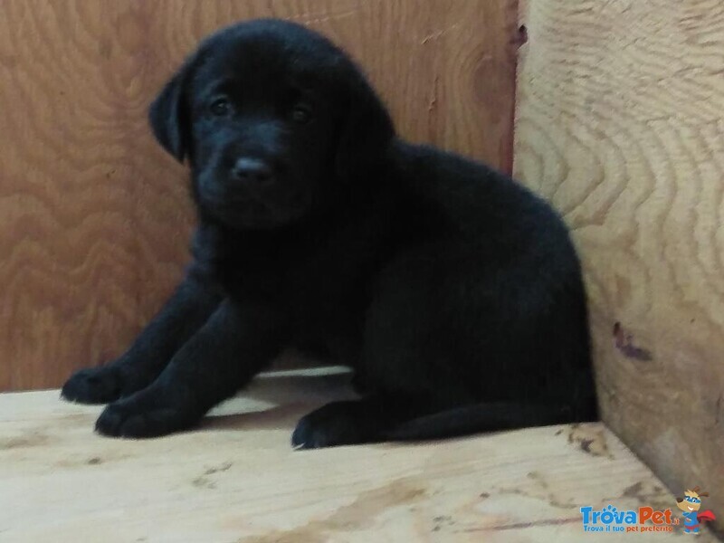 Cuccioli Labrador - Foto n. 5