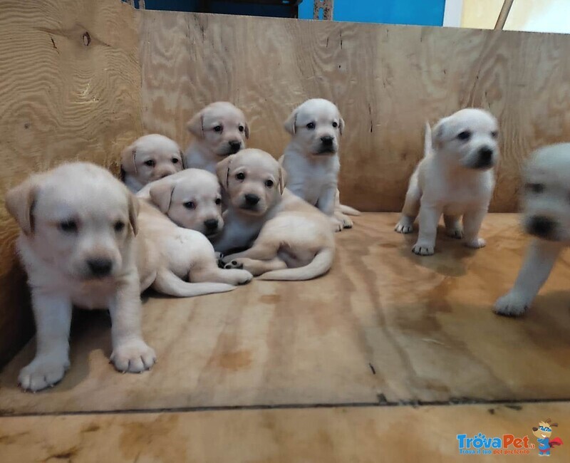 Cuccioli Labrador - Foto n. 6