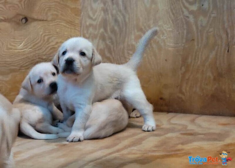 Cuccioli Labrador - Foto n. 7