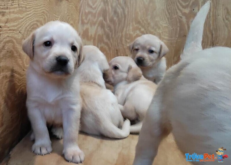 Cuccioli Labrador - Foto n. 9