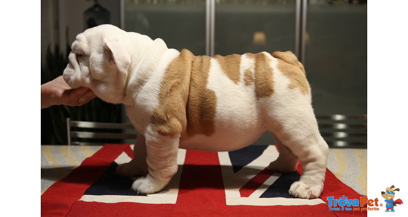 Cuccioli Bulldog - Foto n. 1