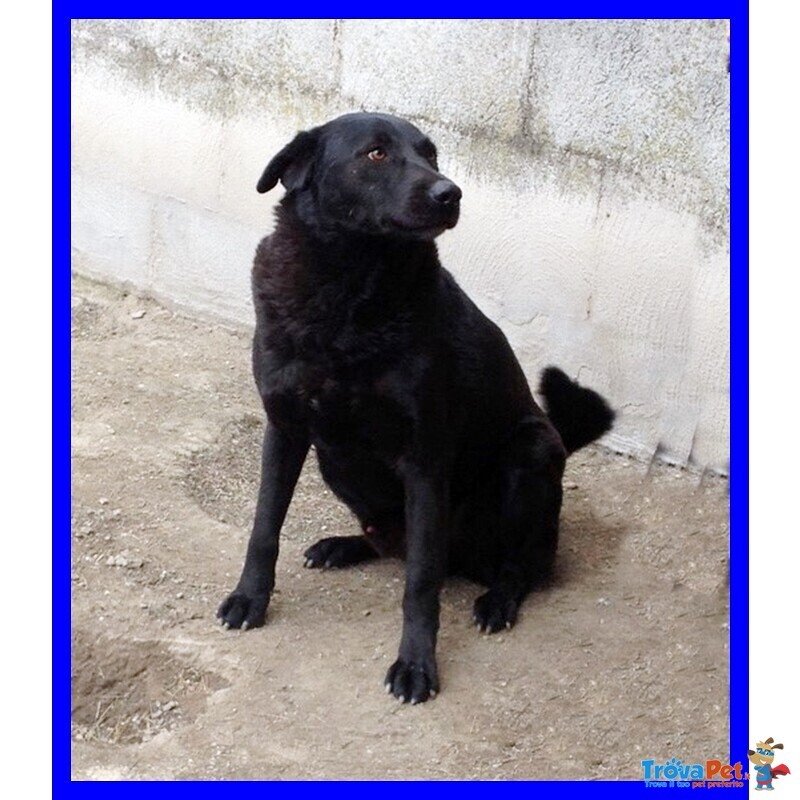 Achille Splendido mix Labrador Bello e Buono da Adottare Subito - Foto n. 3