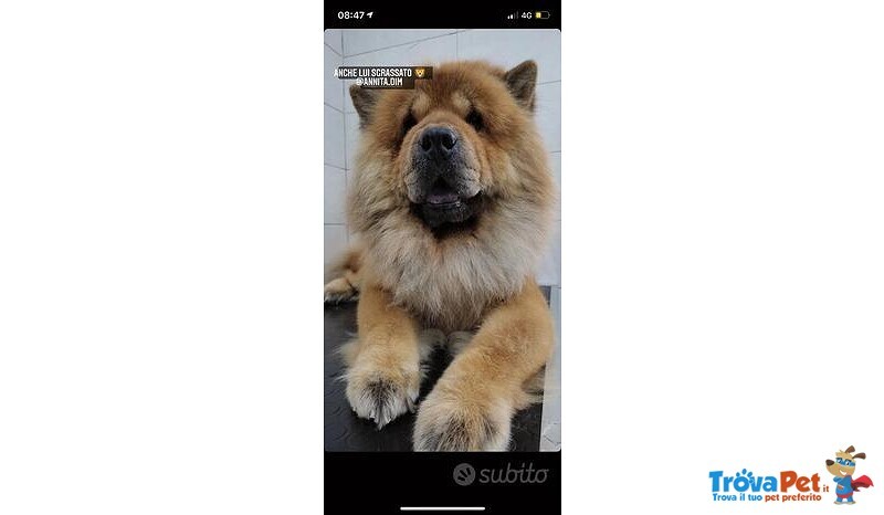 Ultimi Cuccioli di chow chow Disponibili. - Foto n. 1