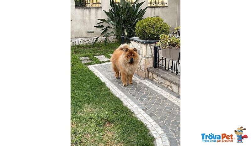 Ultimi Cuccioli di chow chow Disponibili. - Foto n. 2