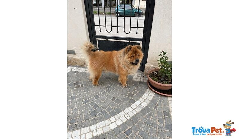 Ultimi Cuccioli di chow chow Disponibili. - Foto n. 3