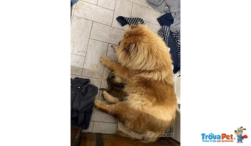 Ultimi Cuccioli di chow chow Disponibili. - Foto n. 5