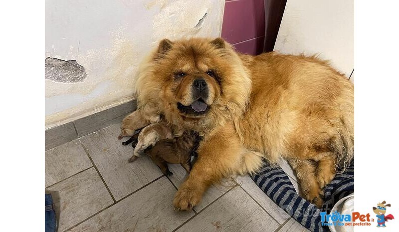 Ultimi Cuccioli di chow chow Disponibili. - Foto n. 6