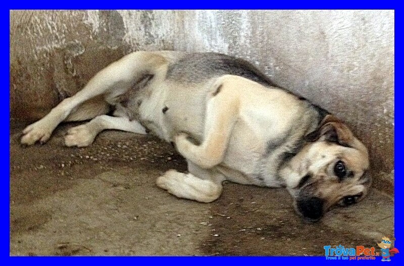 Paciocca 20 kg di Bontà e Tenerezza da Distribuire a Chiunque ne Voglia un Po' - Foto n. 2