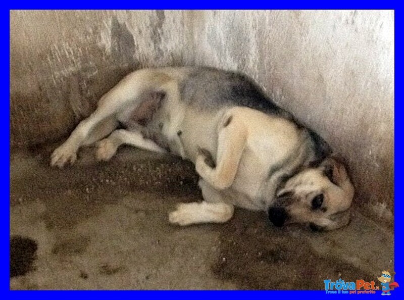 Paciocca 20 kg di Bontà e Tenerezza da Distribuire a Chiunque ne Voglia un Po' - Foto n. 3