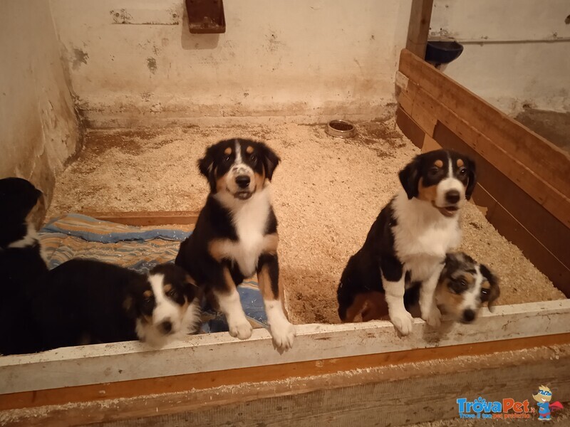 Cuccioli di Pastore Australiano - Foto n. 2