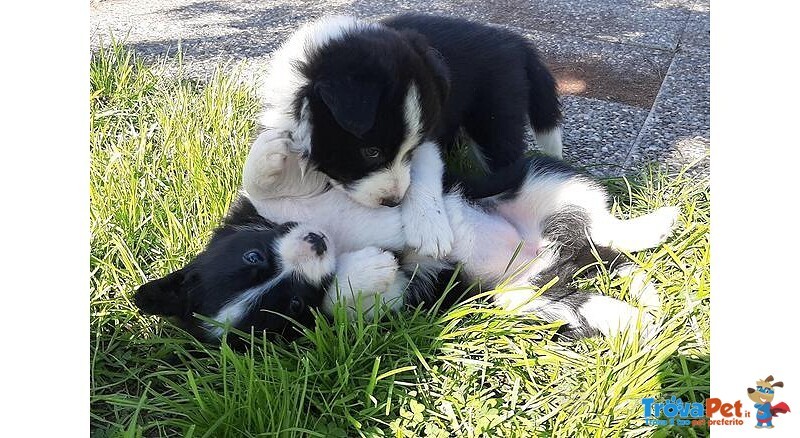 Cuccioli di Border Collie con Pedigree Enci - Foto n. 2