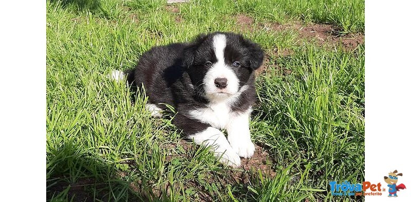 Cuccioli di Border Collie con Pedigree Enci - Foto n. 3