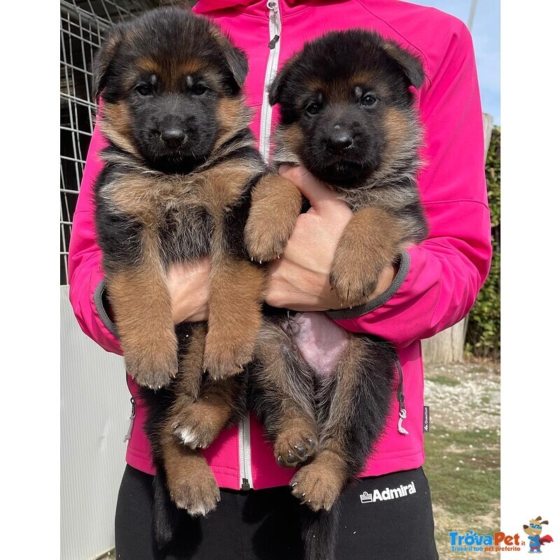 Favolosi Cuccioli di Pastore Tedesco di Altissima Genealogia - Foto n. 2