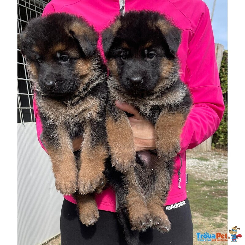 Favolosi Cuccioli di Pastore Tedesco di Altissima Genealogia - Foto n. 1