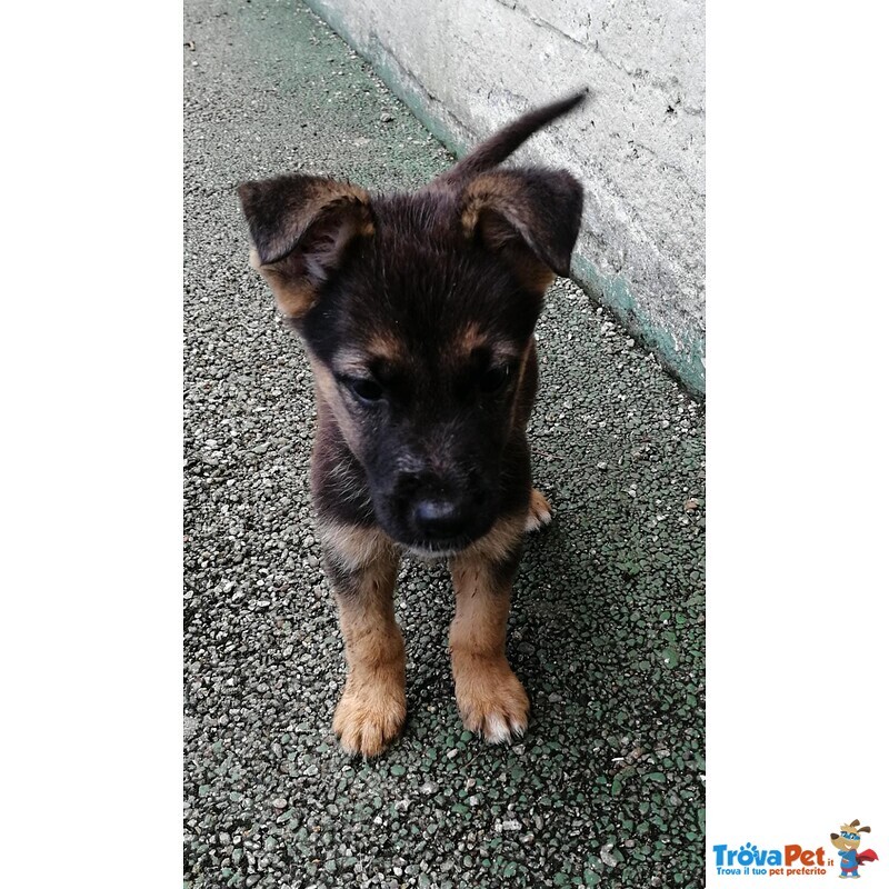 Cuccioli Incrocio fra Pastore Tedesco/pitbull - Foto n. 1