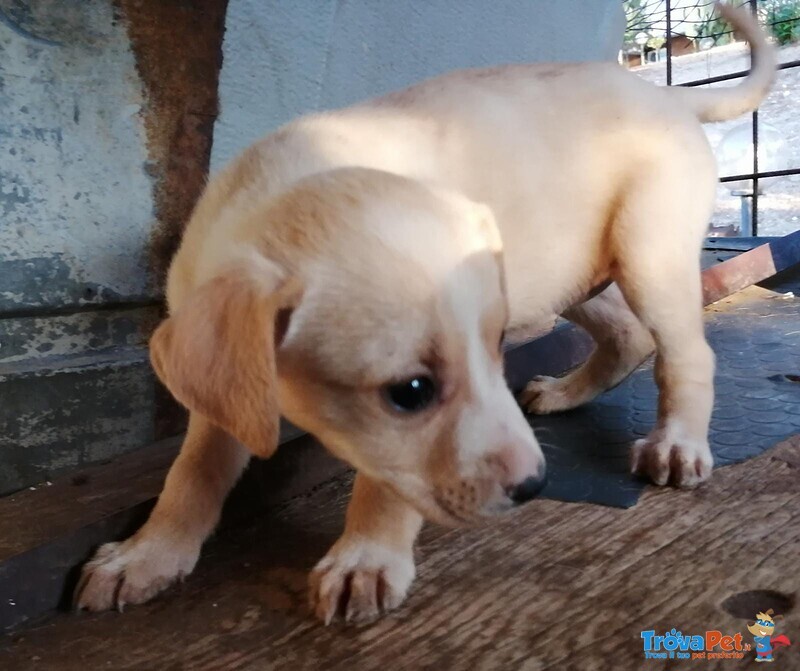 Vendo da Allevamento Bellissimi Cuccioli di Pitbull - Foto n. 1