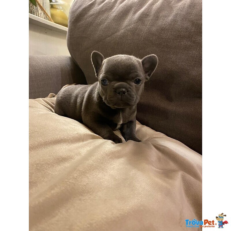 Cuccioli di Bouledogue Francese - Foto n. 5