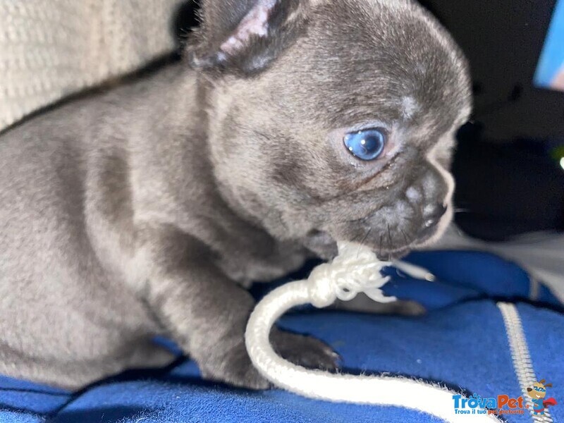 Cuccioli di Bouledogue Francese - Foto n. 8