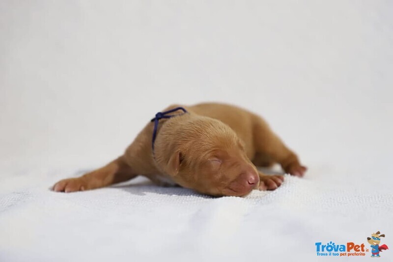 Elegantissimi Cuccioli di Pharaoh Hound con Pedigree Enci - Foto n. 2