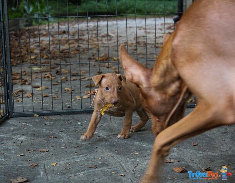 Elegantissimi Cuccioli di Pharaoh Hound con Pedigree Enci - Foto n. 5