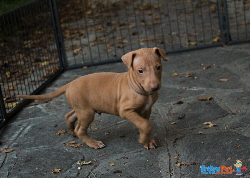 Elegantissimi Cuccioli di Pharaoh Hound con Pedigree Enci - Foto n. 6