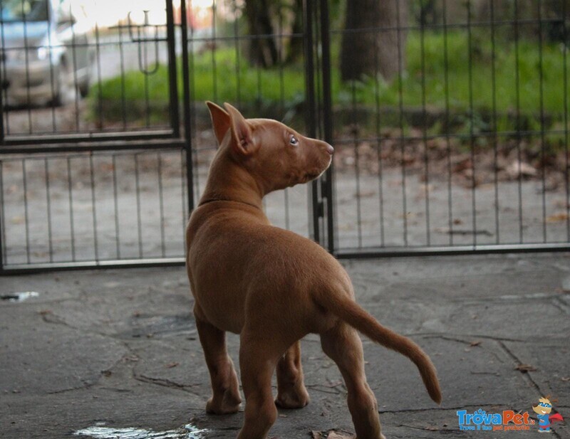 Elegantissimi Cuccioli di Pharaoh Hound con Pedigree Enci - Foto n. 7