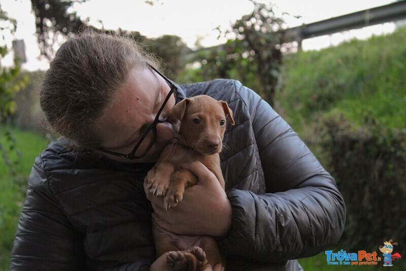 Elegantissimi Cuccioli di Pharaoh Hound con Pedigree Enci - Foto n. 8