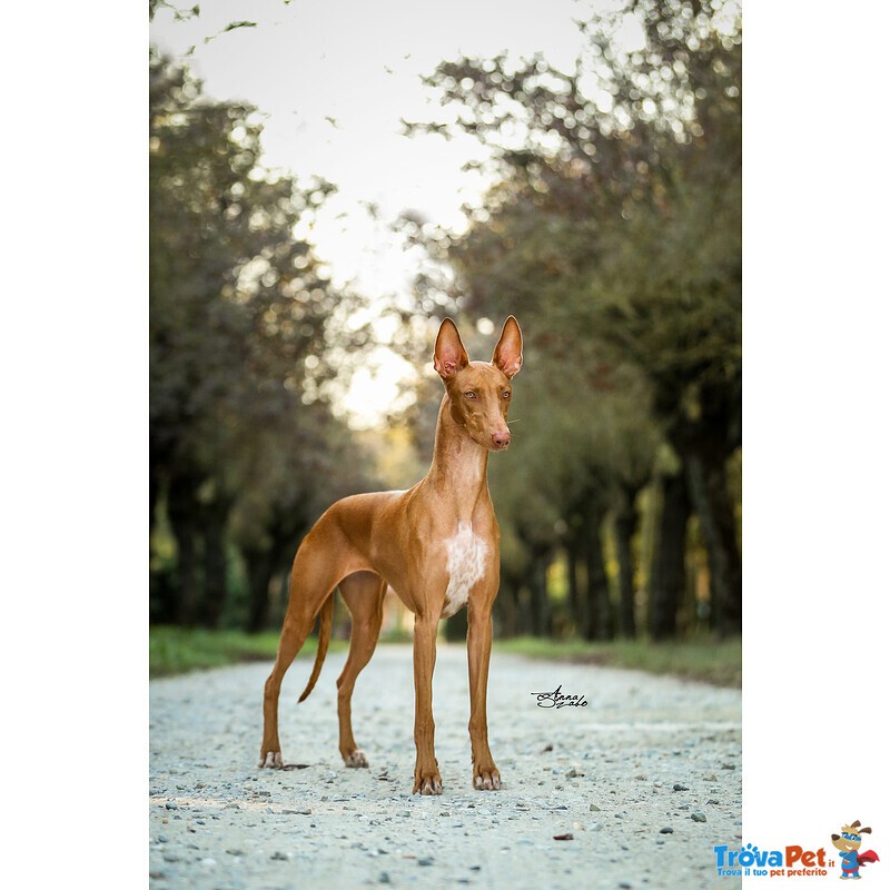 Elegantissimi Cuccioli di Pharaoh Hound con Pedigree Enci - Foto n. 9