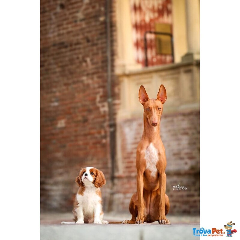 Elegantissimi Cuccioli di Pharaoh Hound con Pedigree Enci - Foto n. 10