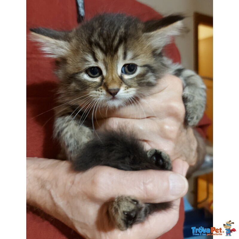 Cucciola di Gatto Siberiano - Foto n. 1