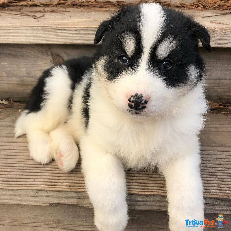 Cucciolo di Pomsky - Foto n. 1