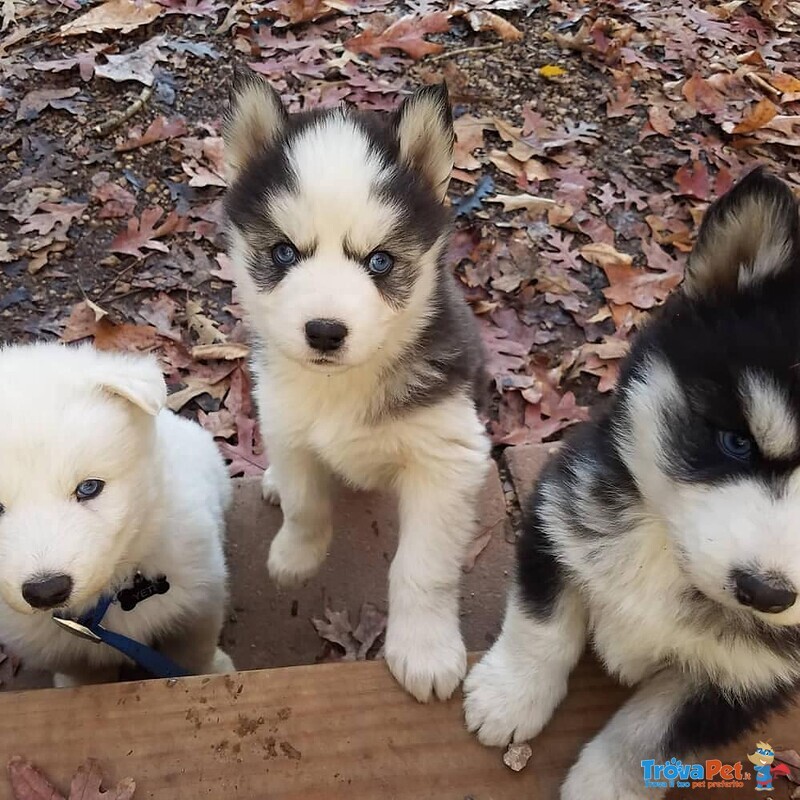 Cucciolo di Pomsky - Foto n. 3