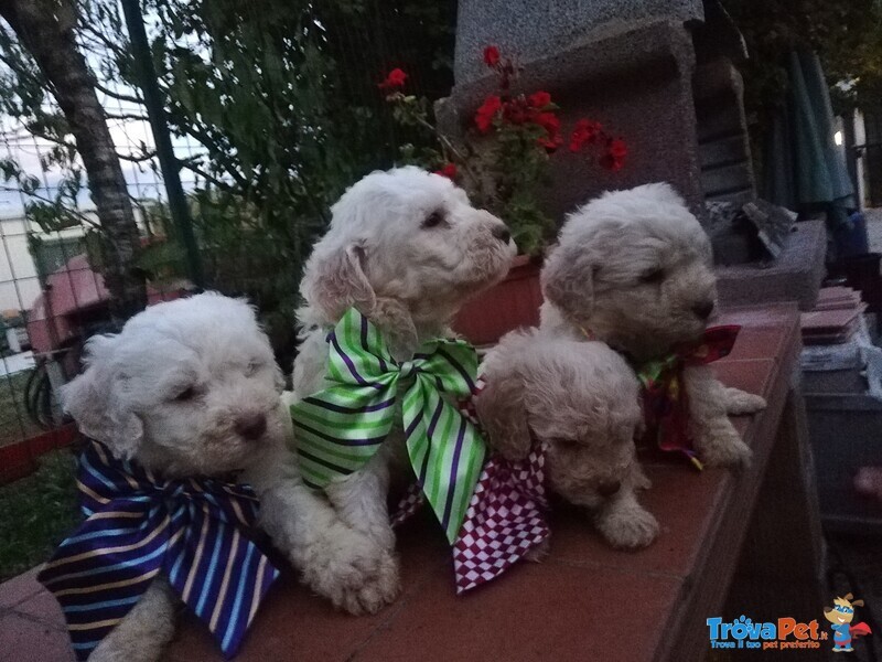 Cuccioli di Lagotto Romagnolo con Pedigree, Posso Trasportare - Foto n. 1