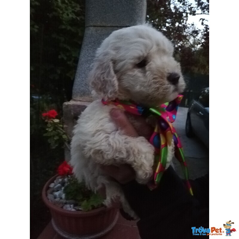 Cuccioli di Lagotto Romagnolo con Pedigree, Posso Trasportare - Foto n. 2