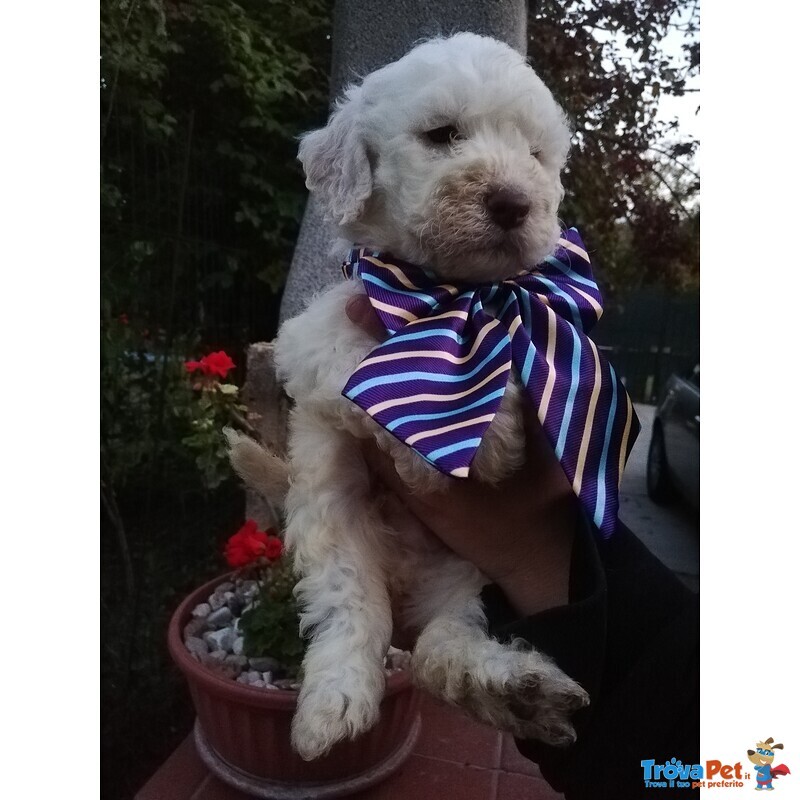 Cuccioli di Lagotto Romagnolo con Pedigree, Posso Trasportare - Foto n. 3