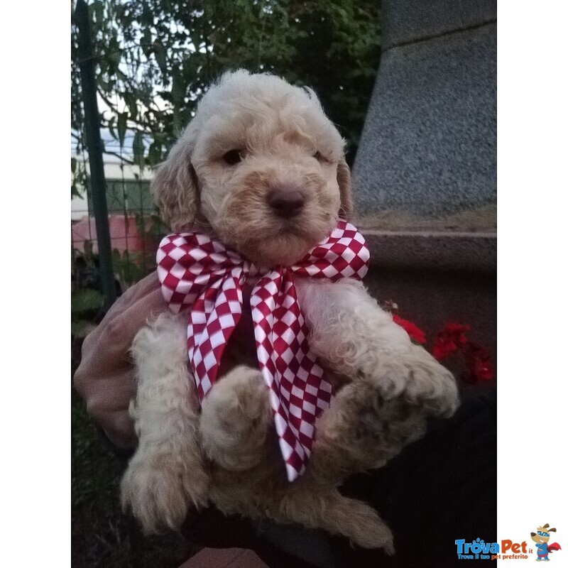 Cuccioli di Lagotto Romagnolo con Pedigree, Posso Trasportare - Foto n. 4