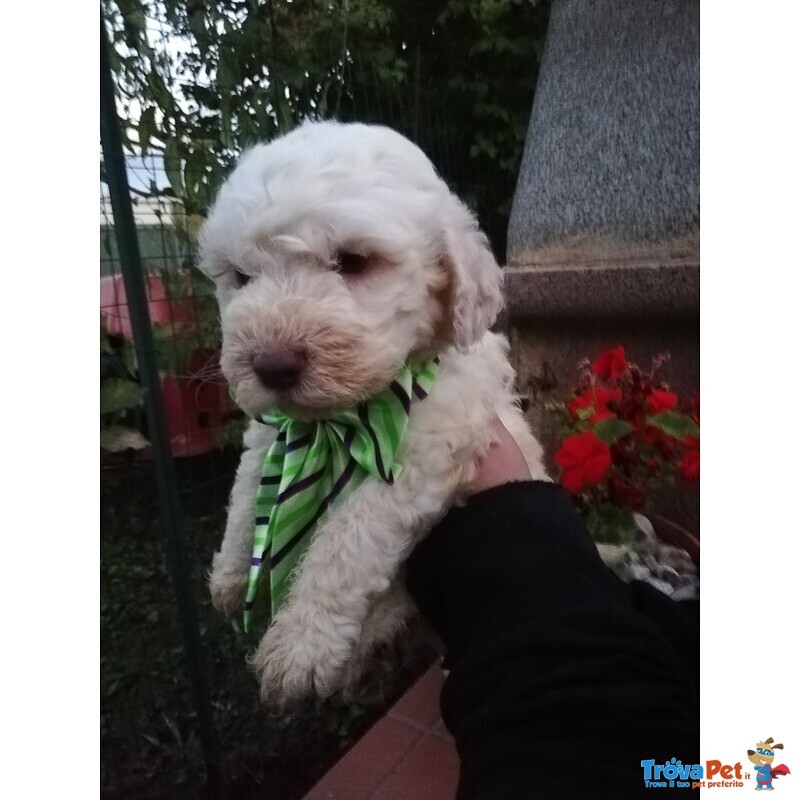 Cuccioli di Lagotto Romagnolo con Pedigree, Posso Trasportare - Foto n. 5