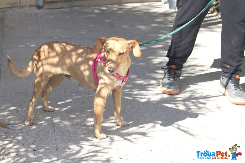 Lizzie Giovane Cagnolina Taglia Piccola Cerca Casa - Foto n. 2