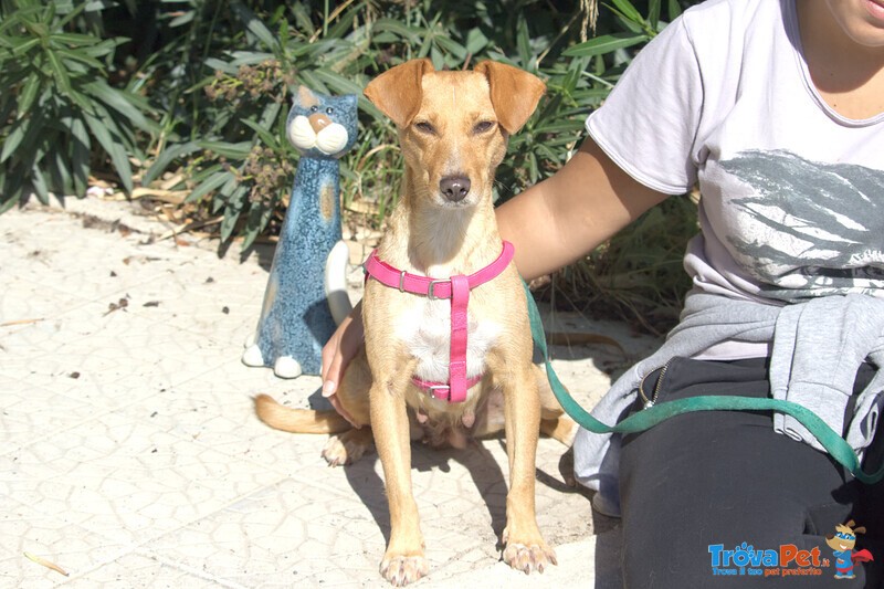 Lizzie Giovane Cagnolina Taglia Piccola Cerca Casa - Foto n. 1