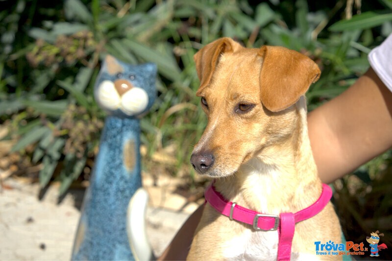 Lizzie Giovane Cagnolina Taglia Piccola Cerca Casa - Foto n. 3