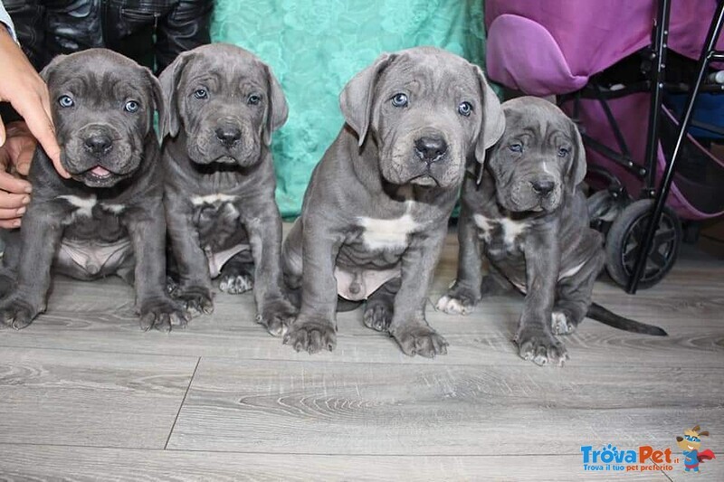 Vendesi Cuccioli cane Corso - Foto n. 1