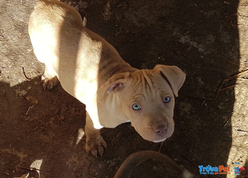 Cucciolo Pittbull - Foto n. 2