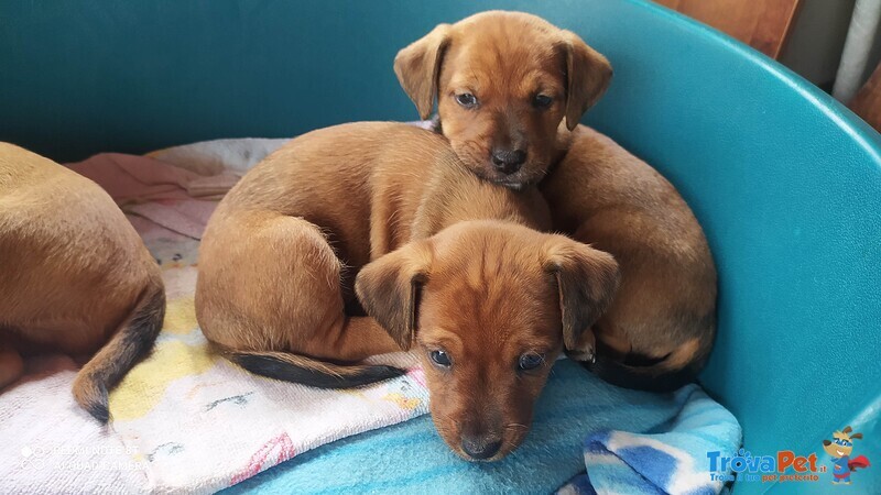 Cuccioli di Pinscher - Foto n. 1