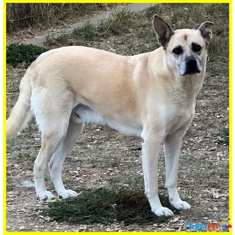 Romolo Cagnolone 6 anni Rimasto solo Senza il suo Fratellone ha Bisogno di una Famiglia - Foto n. 4