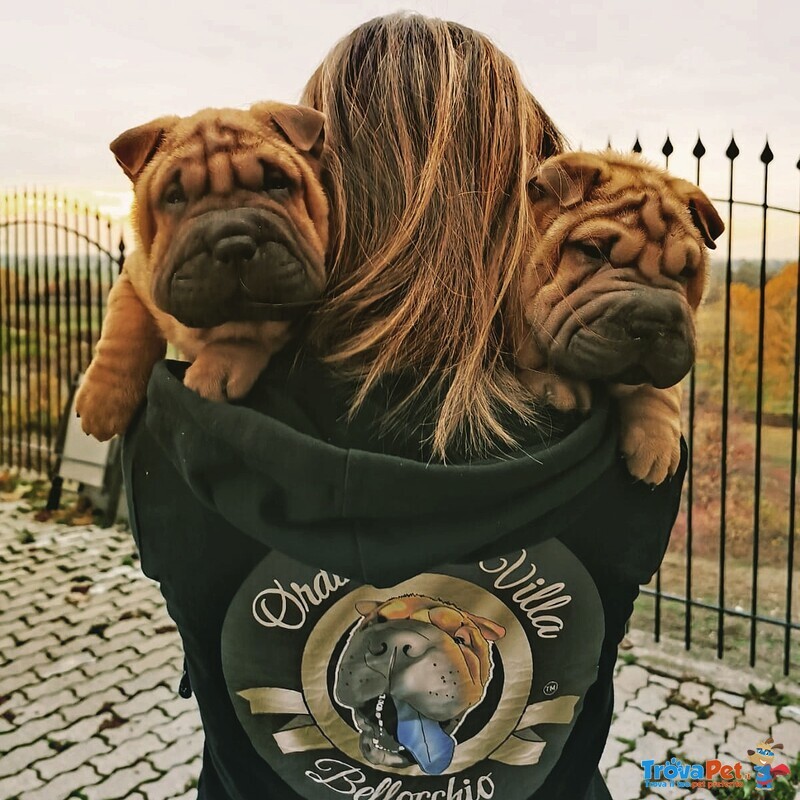 Cuccioli di shar pei con Pedigree - Foto n. 4